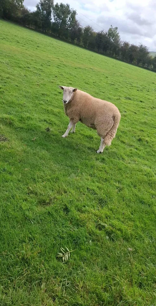 Purebred Wicklow Cheviot Hogget Rams - Image 2