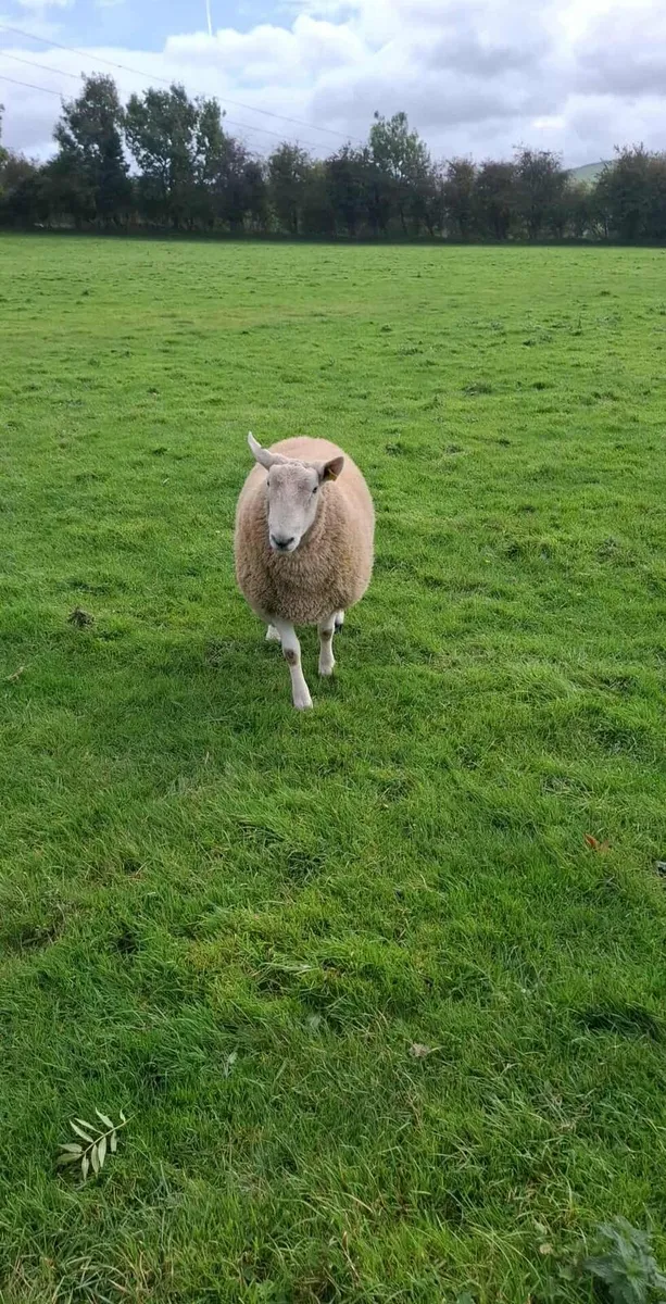 Purebred Wicklow Cheviot Hogget Rams - Image 1