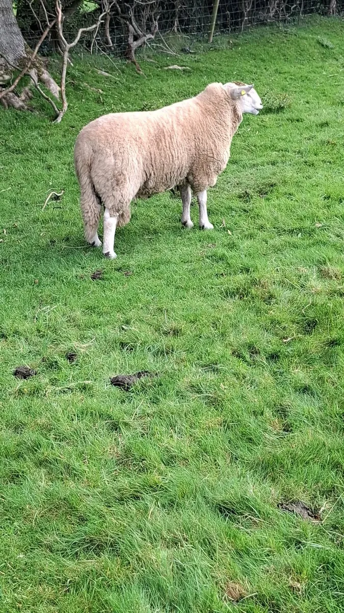 Purebred Wicklow Cheviot Hogget Rams - Image 3