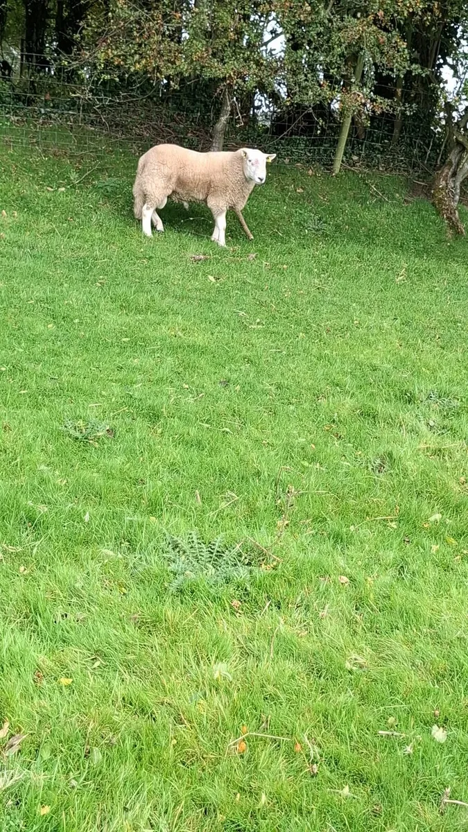 Purebred Wicklow Cheviot Hogget Rams - Image 4