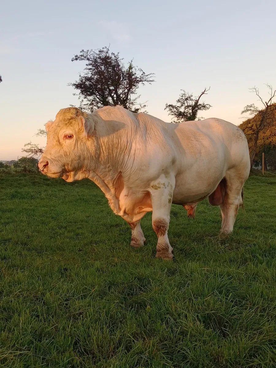 Bull / bull weanlings  #KINGSCOURT# - Image 3