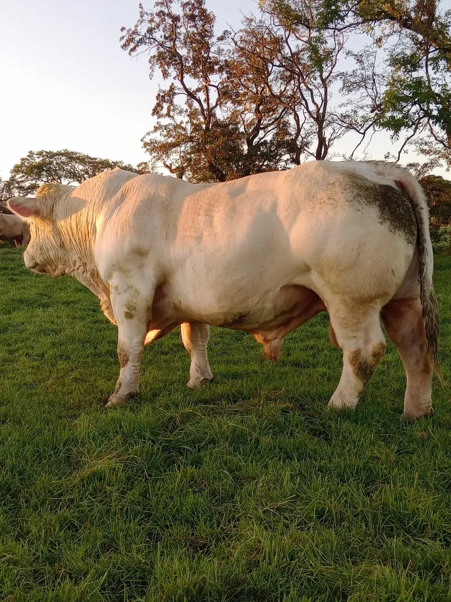 Bull / bull weanlings  #KINGSCOURT# - Image 4