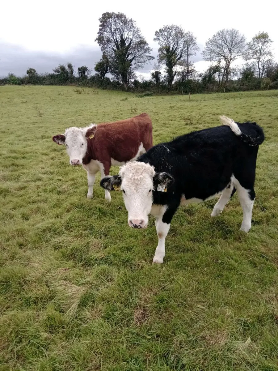 14 Angus/Hereford Weanling Heifers - Image 2