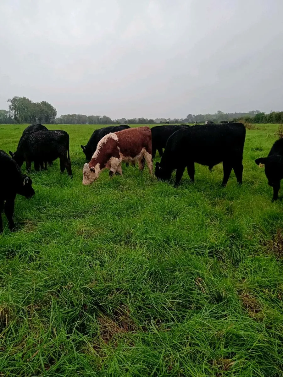 14 Angus/Hereford Weanling Heifers - Image 3