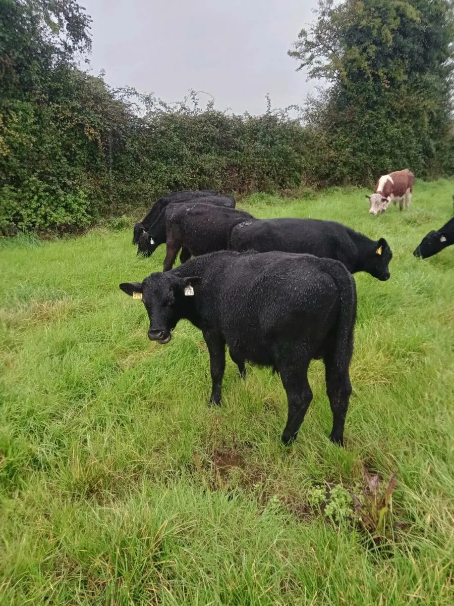14 Angus/Hereford Weanling Heifers - Image 4