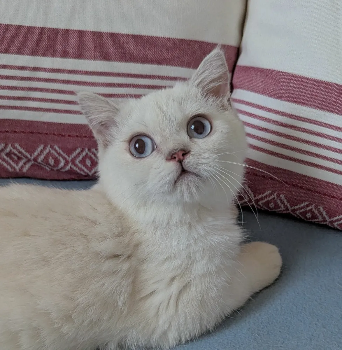 Silver & White British Kitten - Image 2