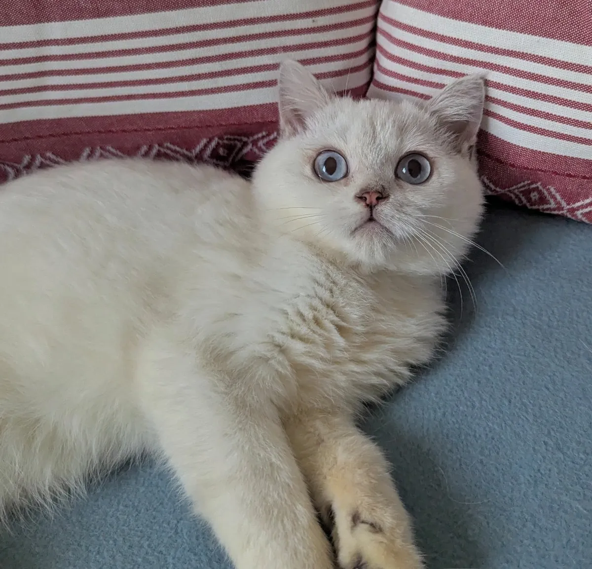 Silver & White British Kitten - Image 1