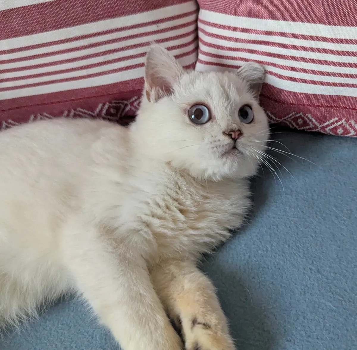 Silver & White British Kitten - Image 3