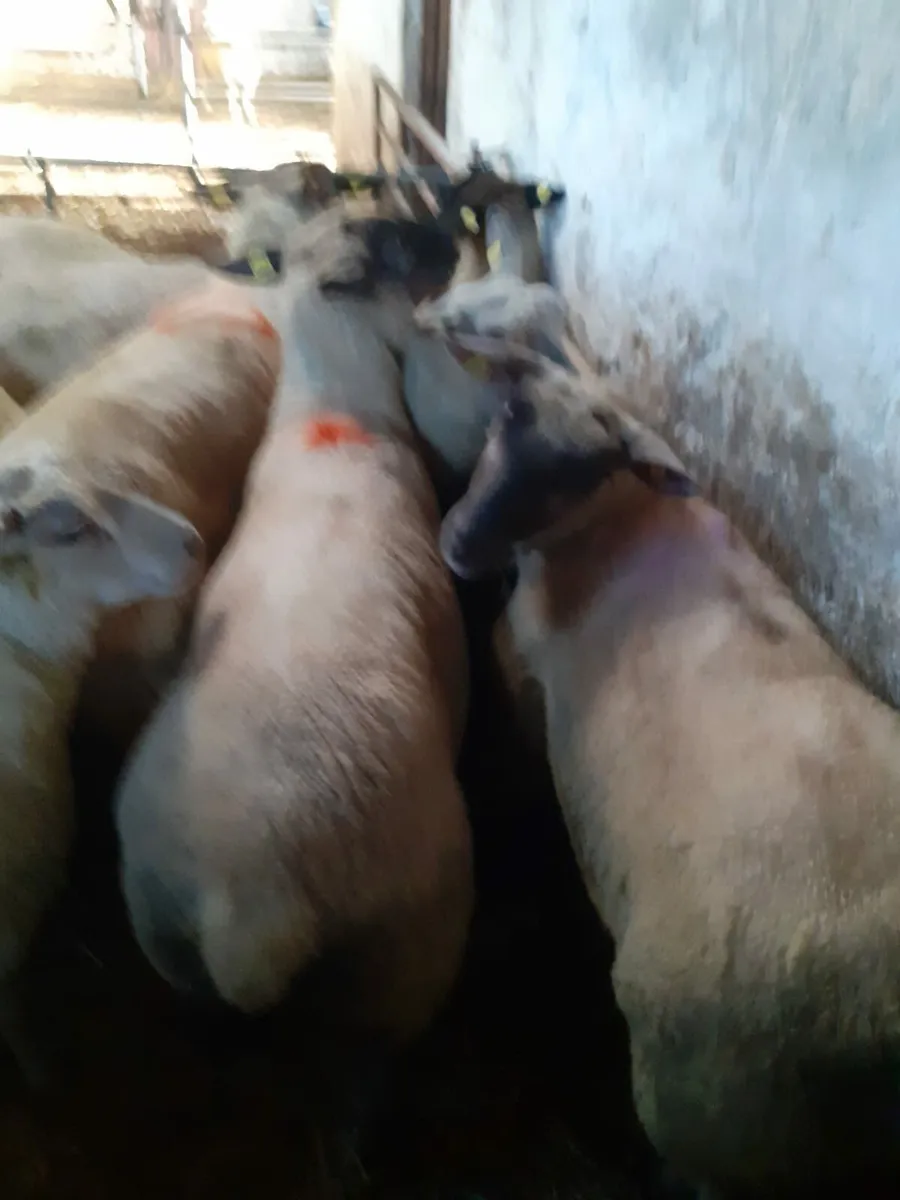 Suffolk x Texel Brown hogget ewes - Image 2