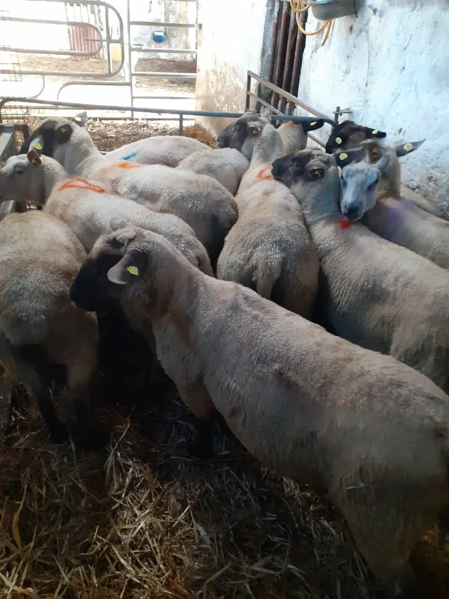 Suffolk x Texel Brown hogget ewes - Image 1