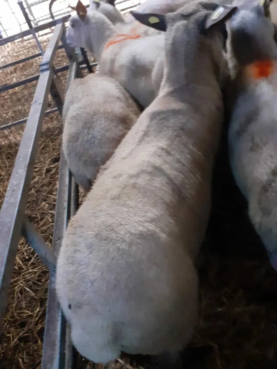 Suffolk x Texel Brown hogget ewes - Image 3