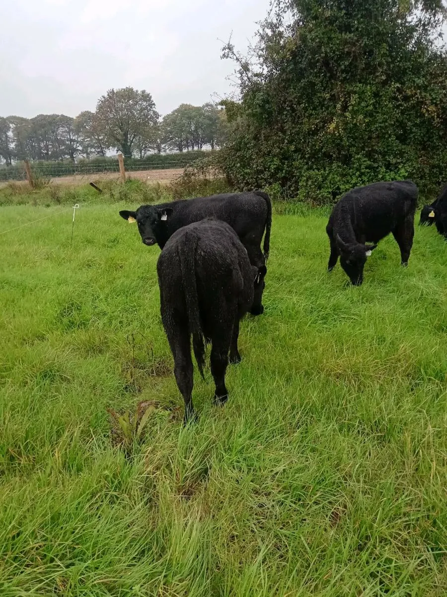Angus/Hereford Weanling Heifers - Image 2