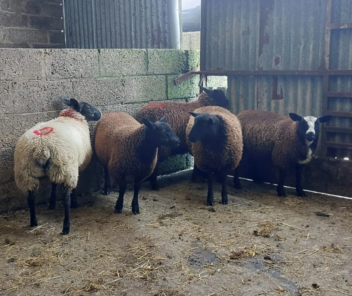 Coloured ewelambs and Shetland ewelambs - Image 1