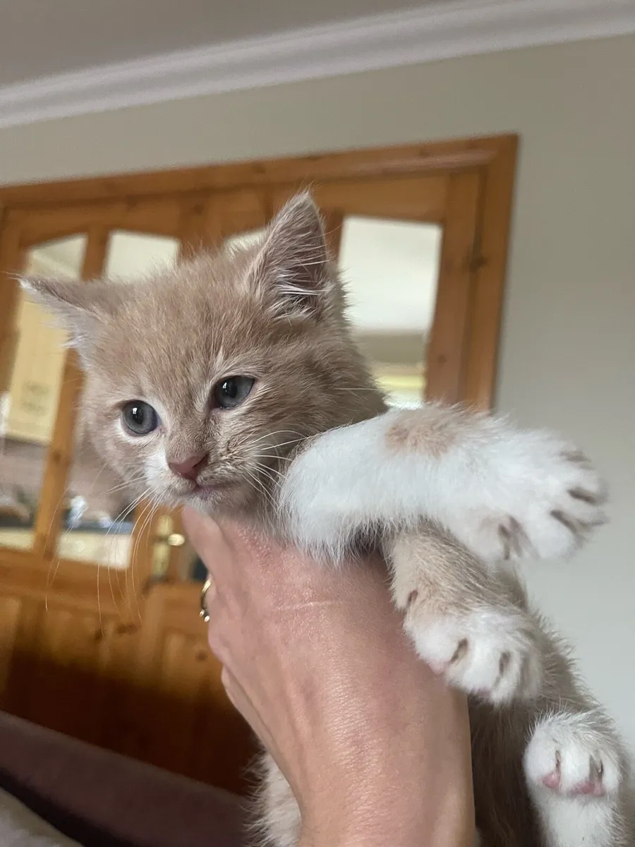 Adorable Kitten - Image 3