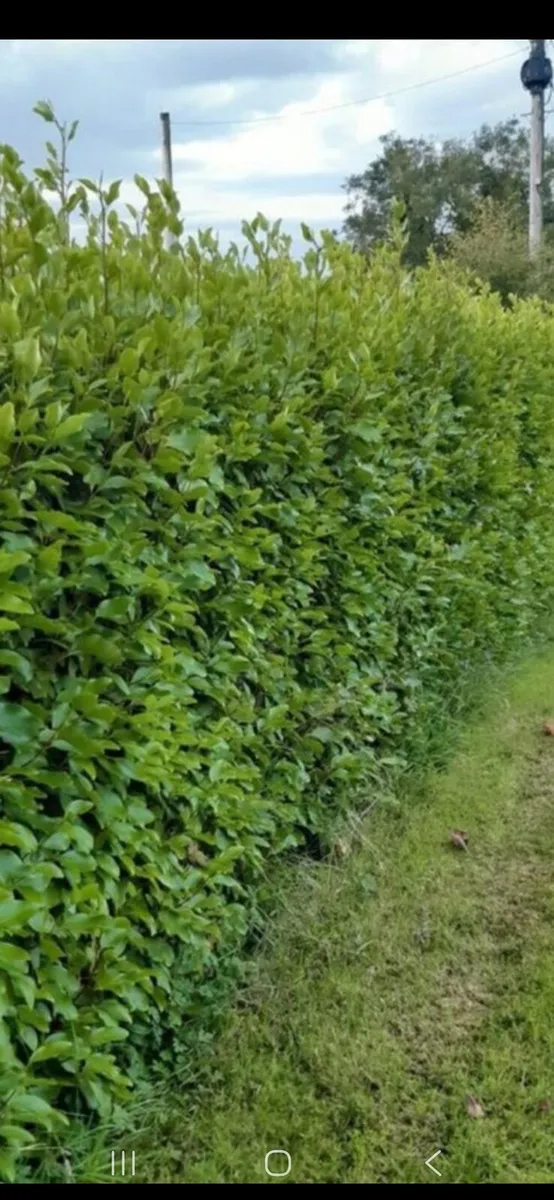 Griselinia Hedging - Image 1