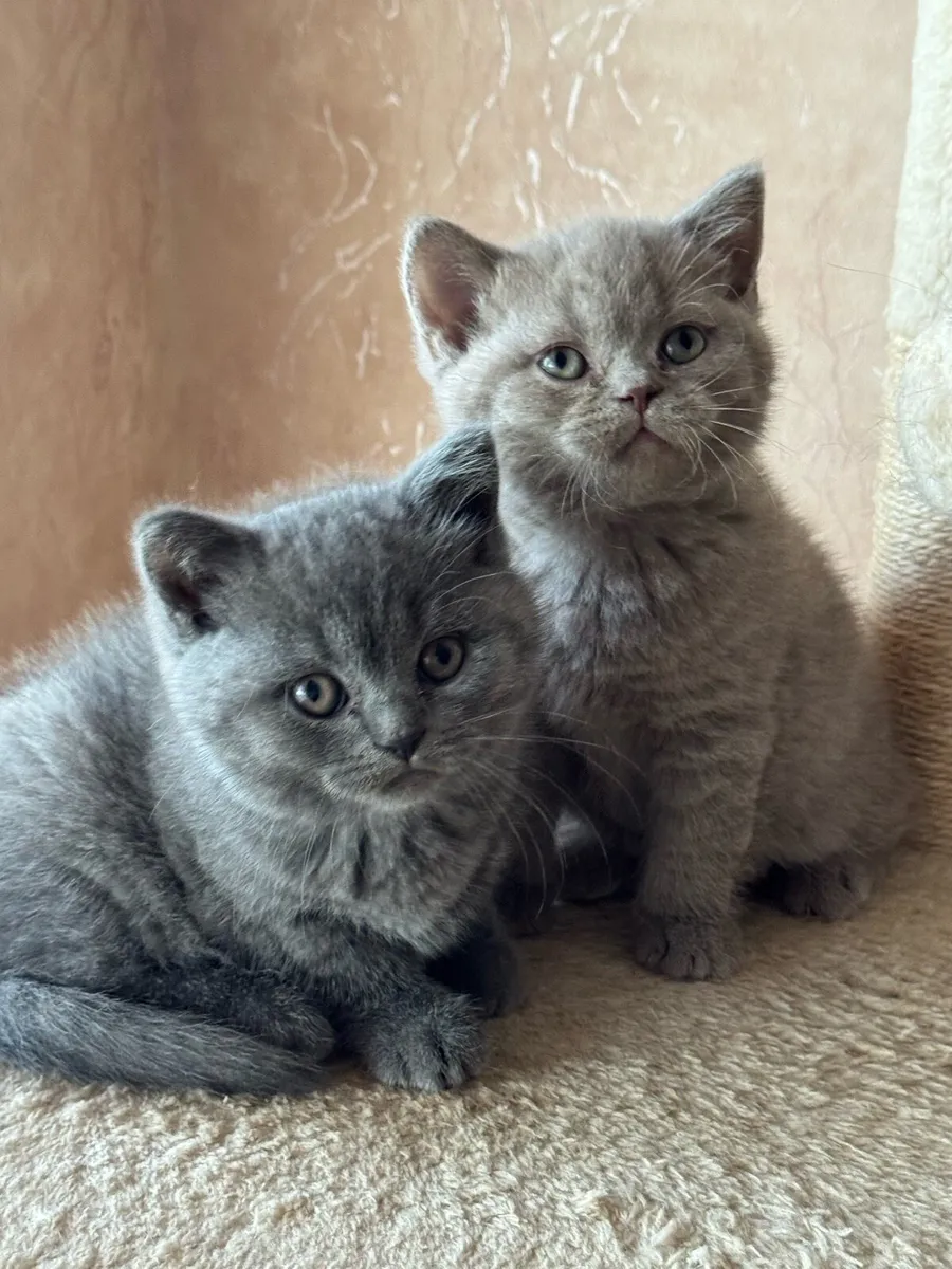Gorgeous British Shorthair Female Kittens - Image 1