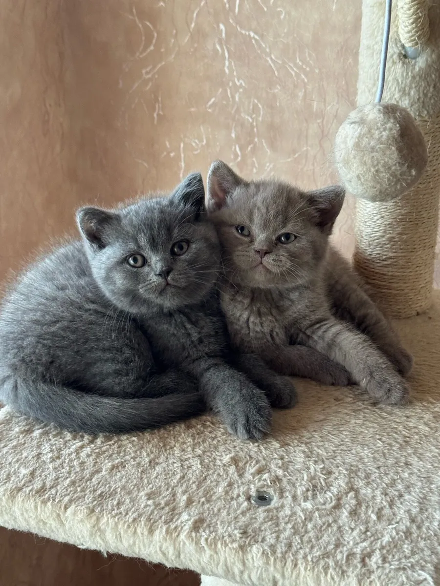 Gorgeous British Shorthair Female Kittens - Image 2