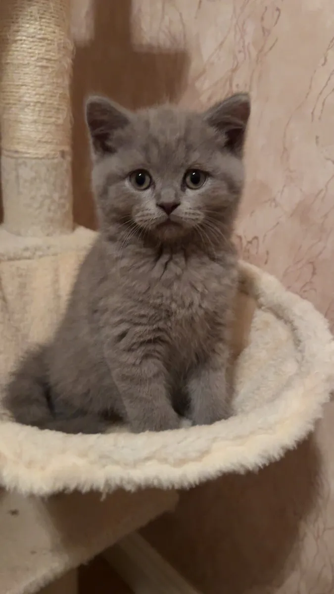 Gorgeous British Shorthair Female Kittens - Image 3
