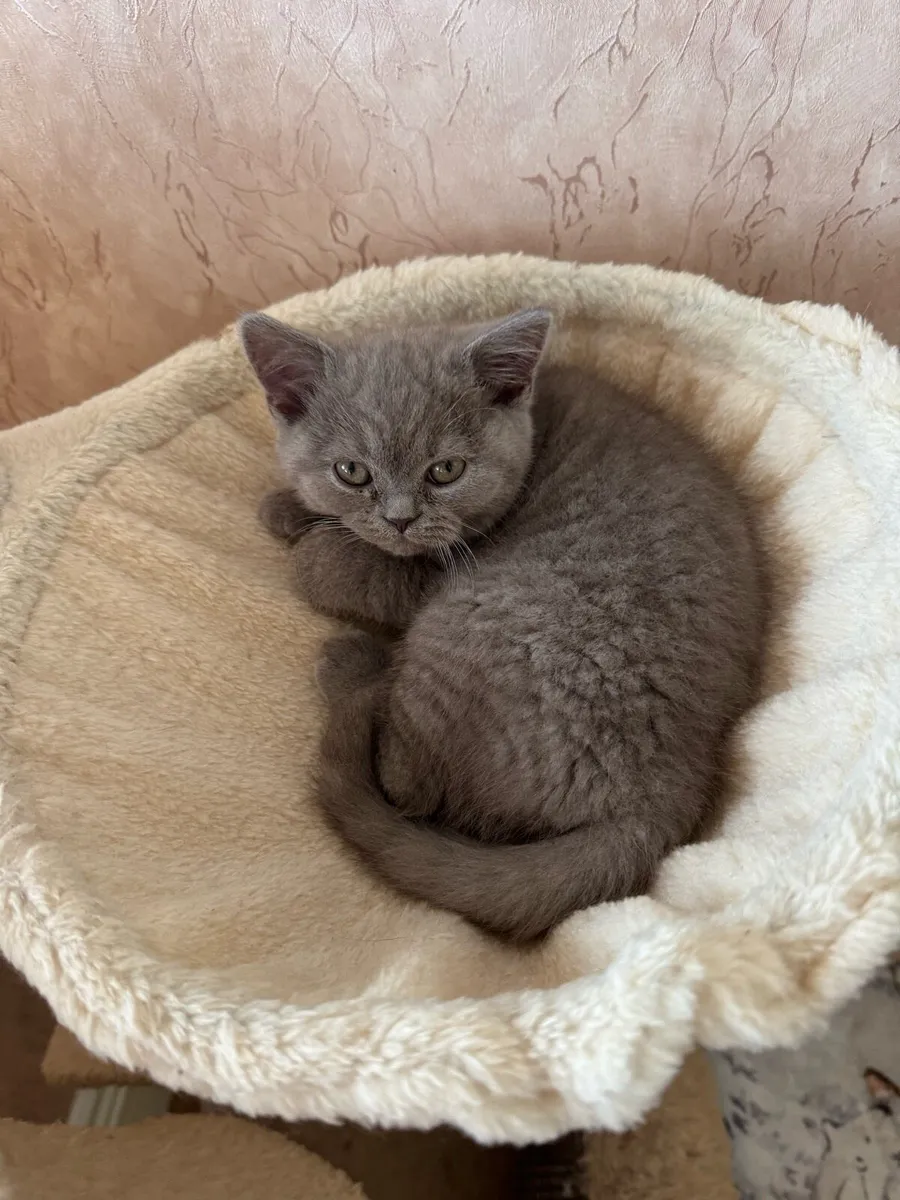 Gorgeous British Shorthair Female Kittens - Image 4