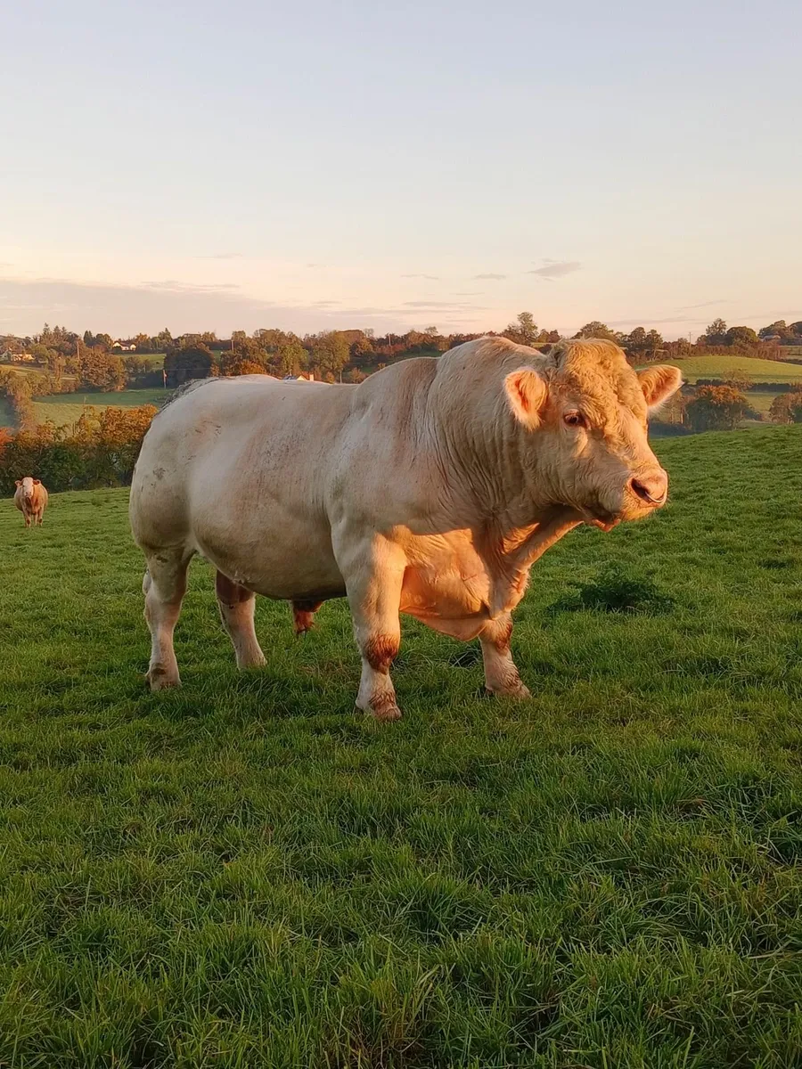 Bull / bull weanlings  #KINGSCOURT# - Image 1