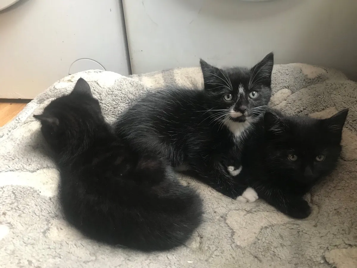Kittens - Image 2