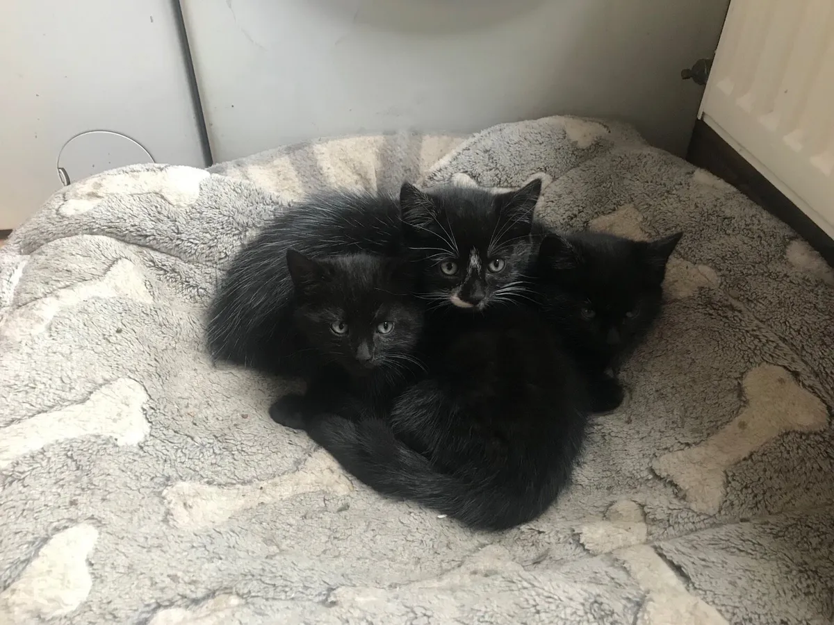 Kittens - Image 3