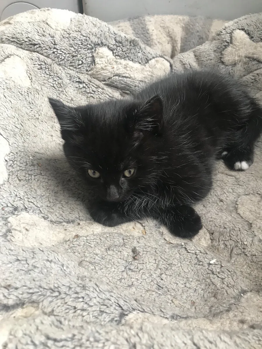 Kittens - Image 4