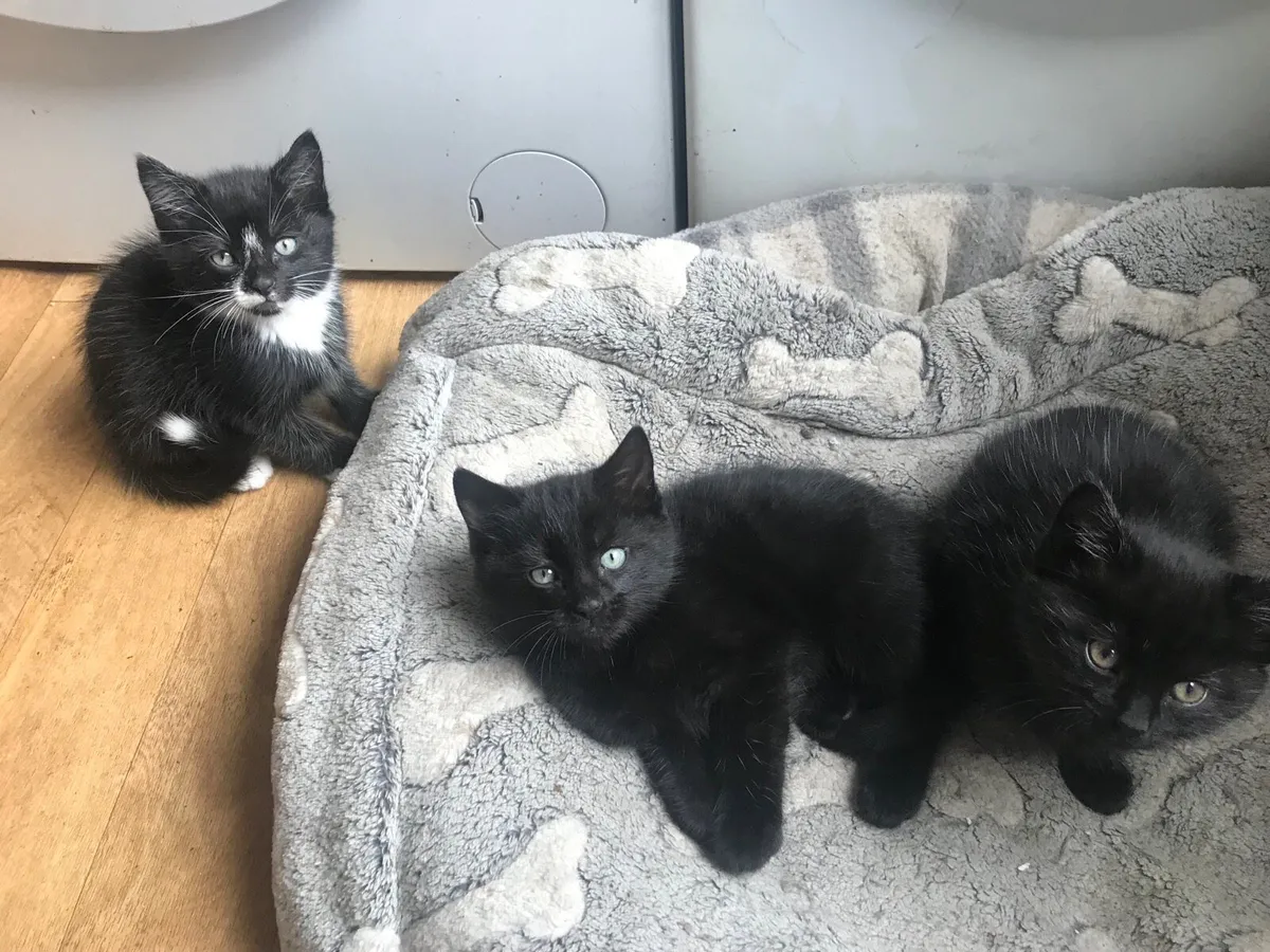 Kittens - Image 1