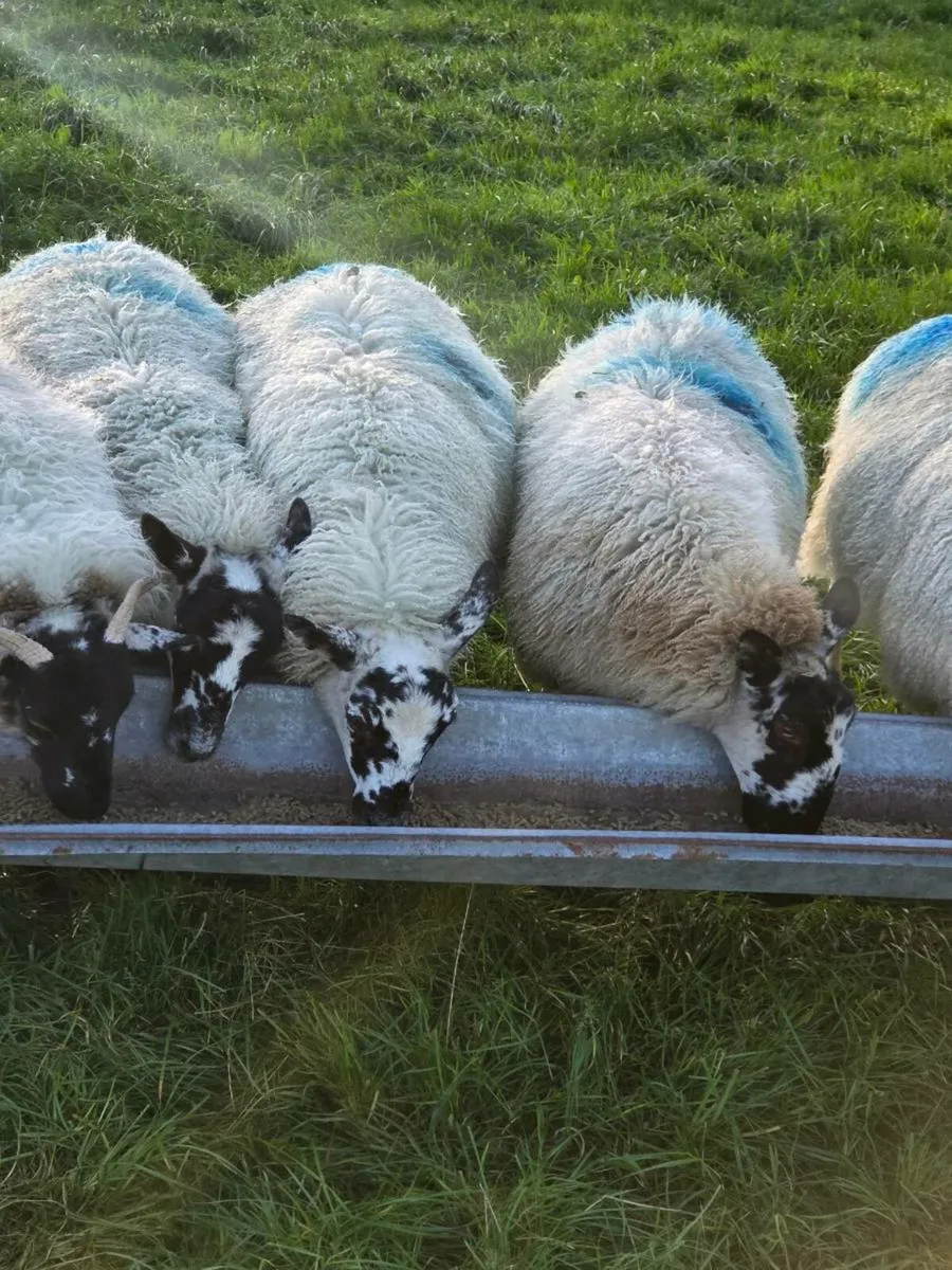 Sheep - Image 1