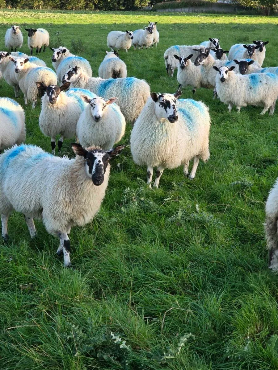 Sheep - Image 2