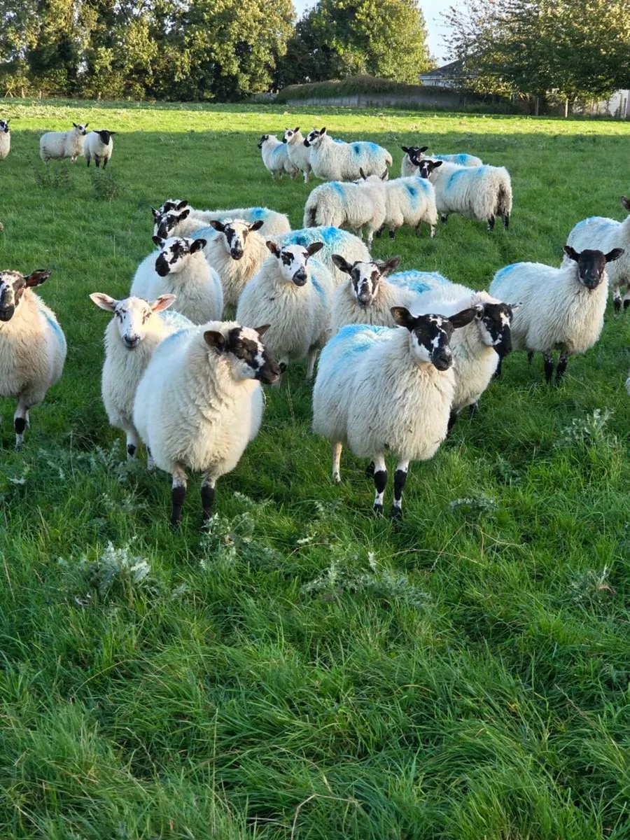 Sheep - Image 3