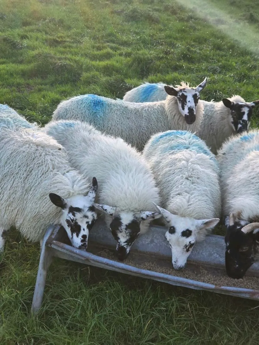 Sheep - Image 4