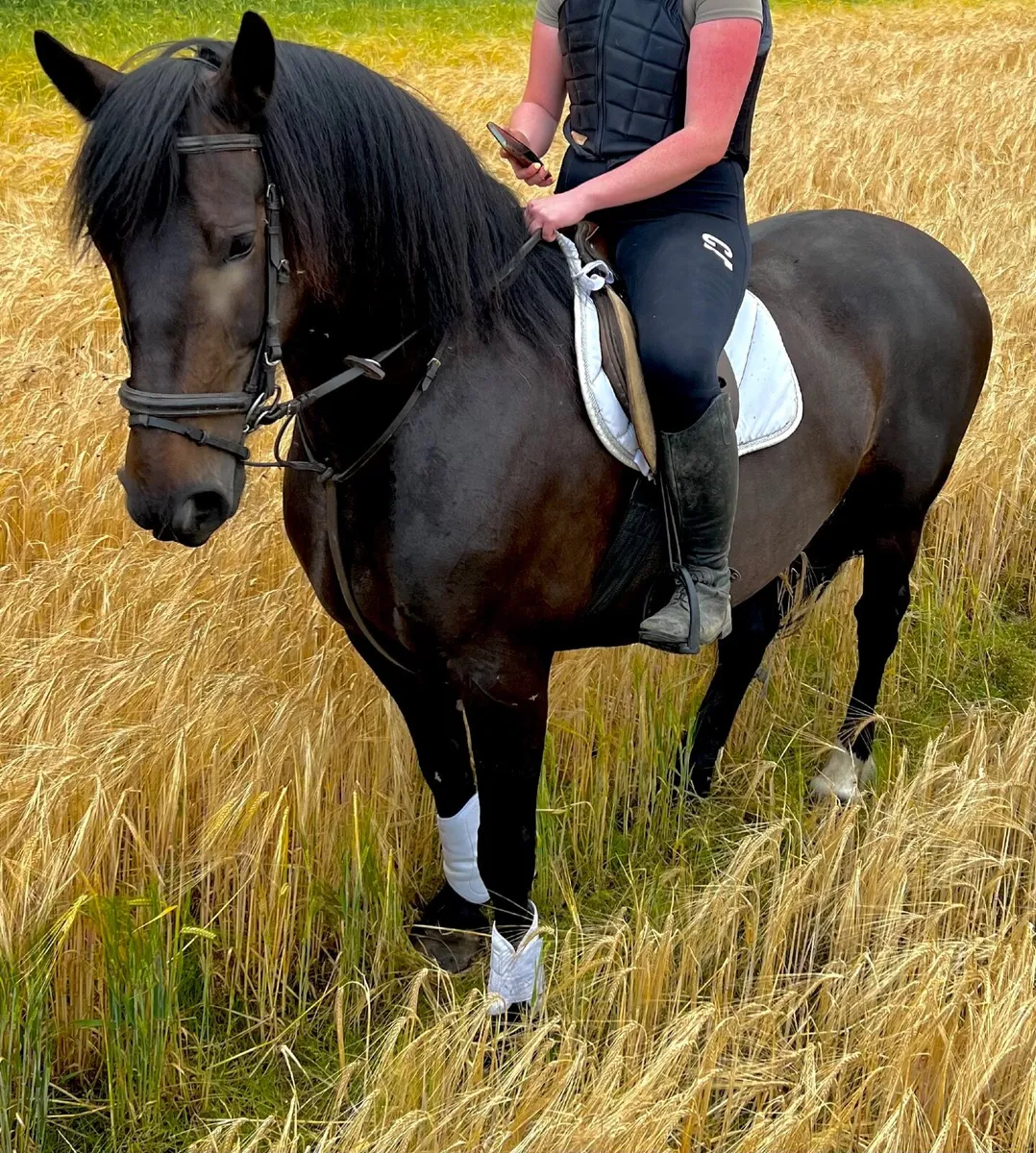 15.2hh Diamond Valley Prince mare hunter - Image 3