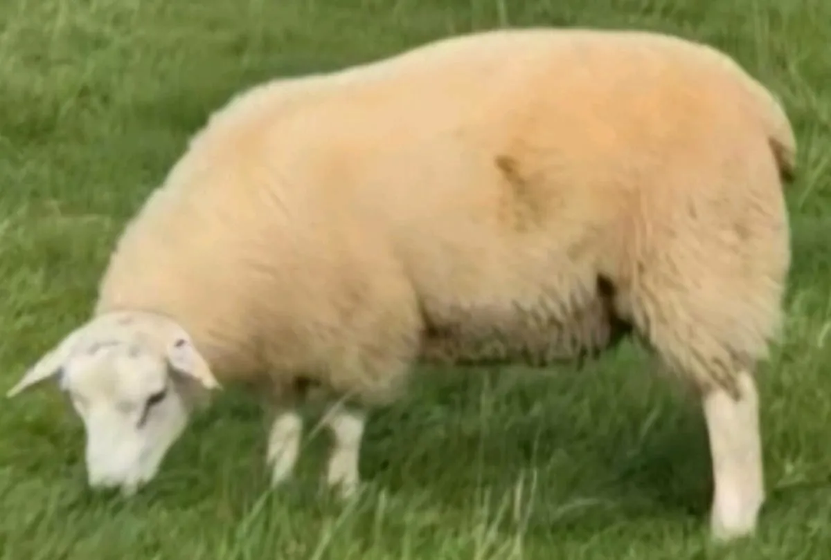 Belclare Ram Lambs (Sis Eligible) - Image 1