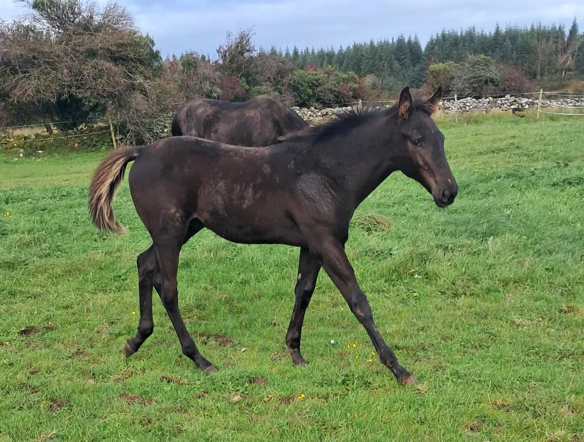 Black colt foal - Image 1