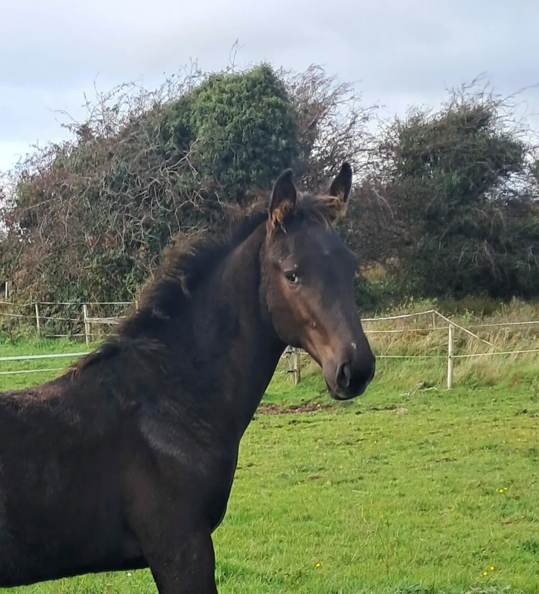 Black colt foal - Image 2
