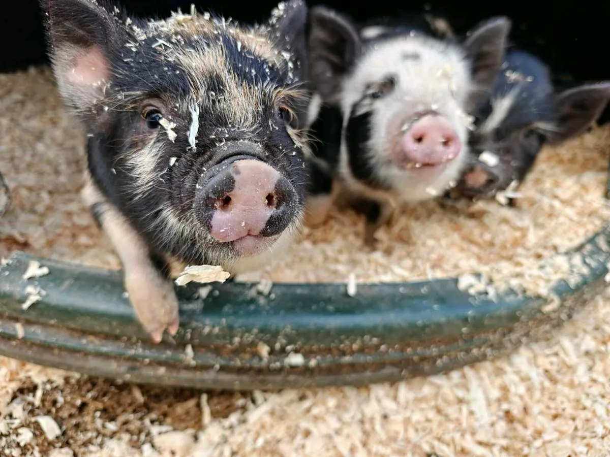 KuneKune Piglets 3 Boars left Price drop - Image 1