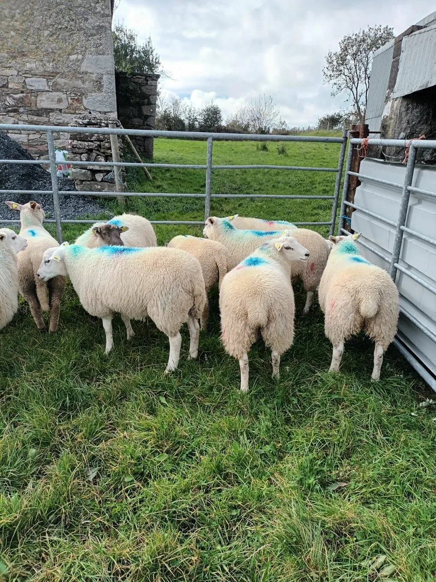 Ewe Lambs - Image 2