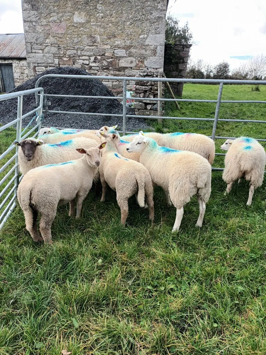 Ewe Lambs - Image 3
