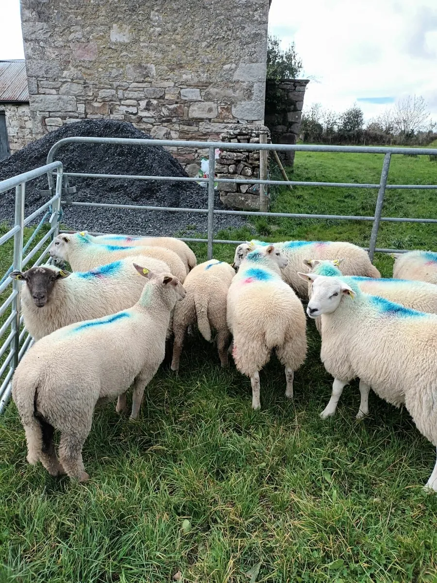 Ewe Lambs - Image 4