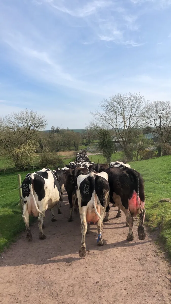 Relief Milking, Grass Measuring and Relief work - Image 1