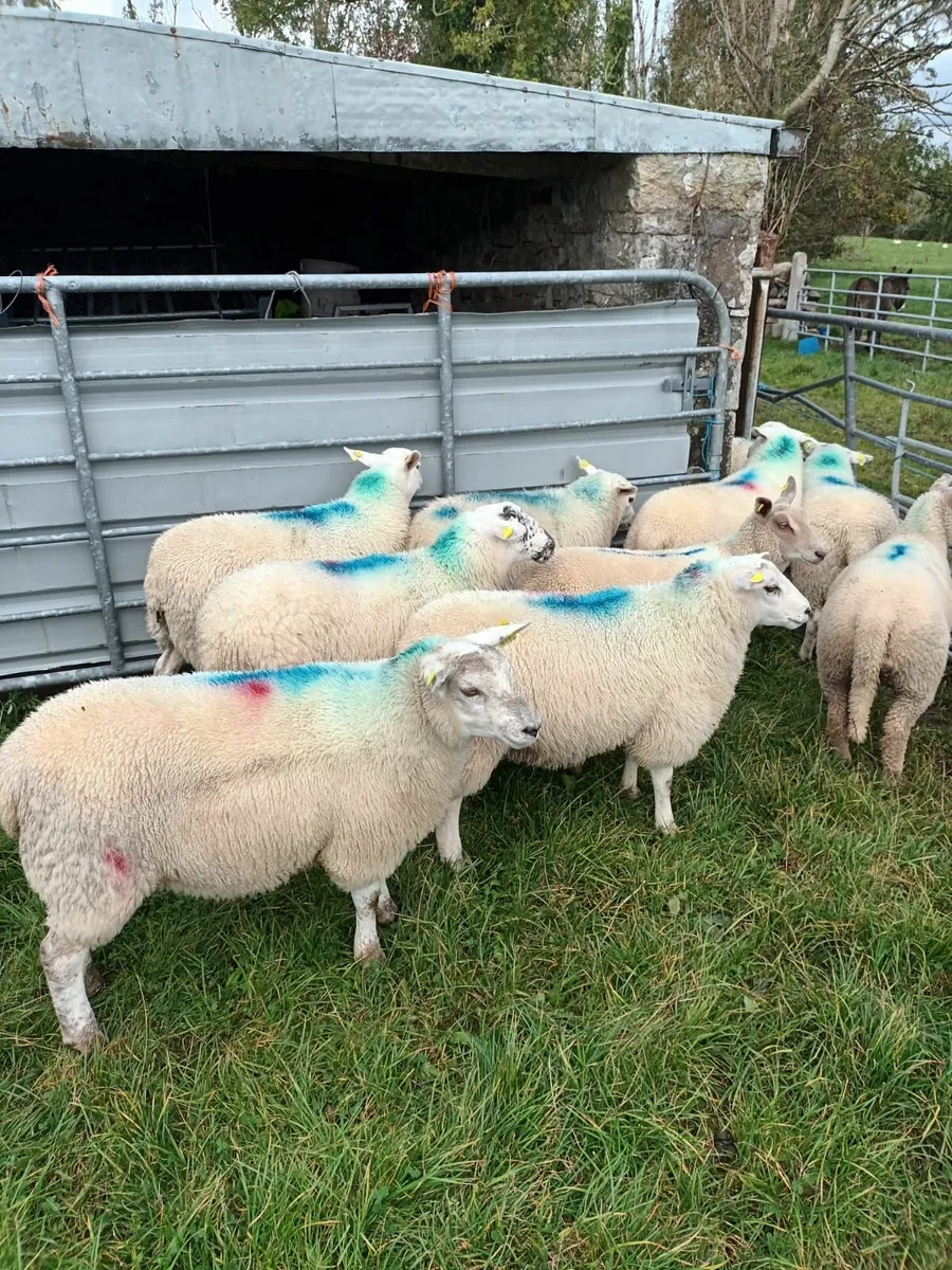 Ewe Lambs - Image 1