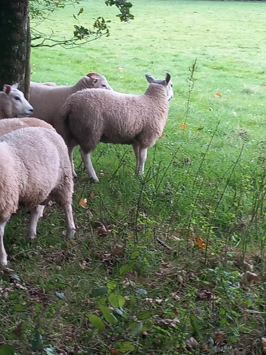 Ram lambs - Image 3