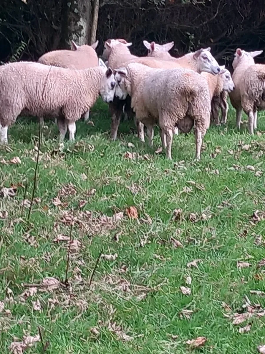 Ram lambs - Image 4