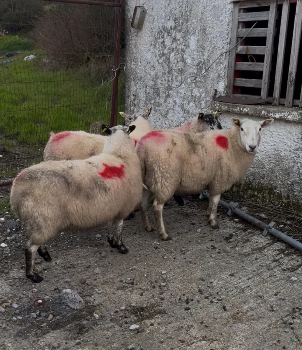 4 crossbread hoggets