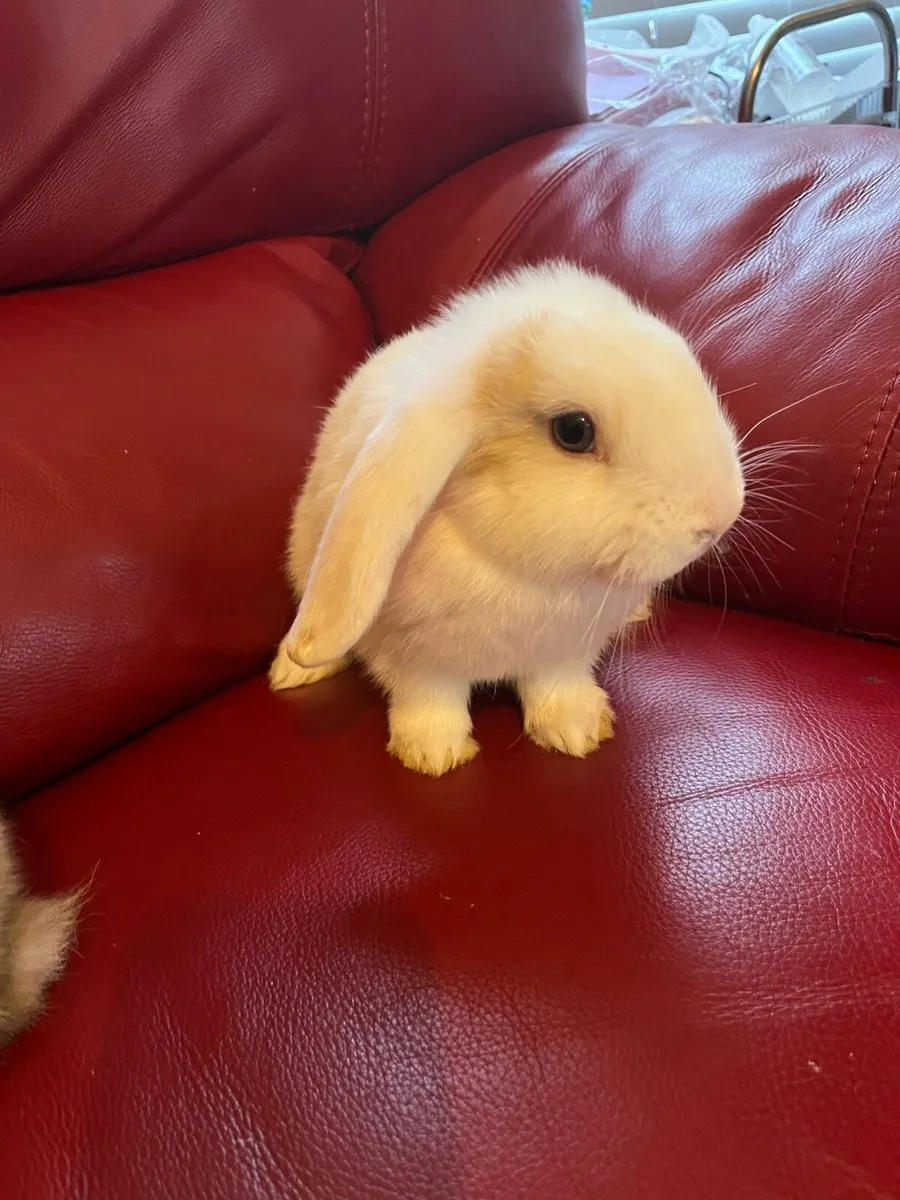Baby Holland rabbit and guinea pigs - Image 1