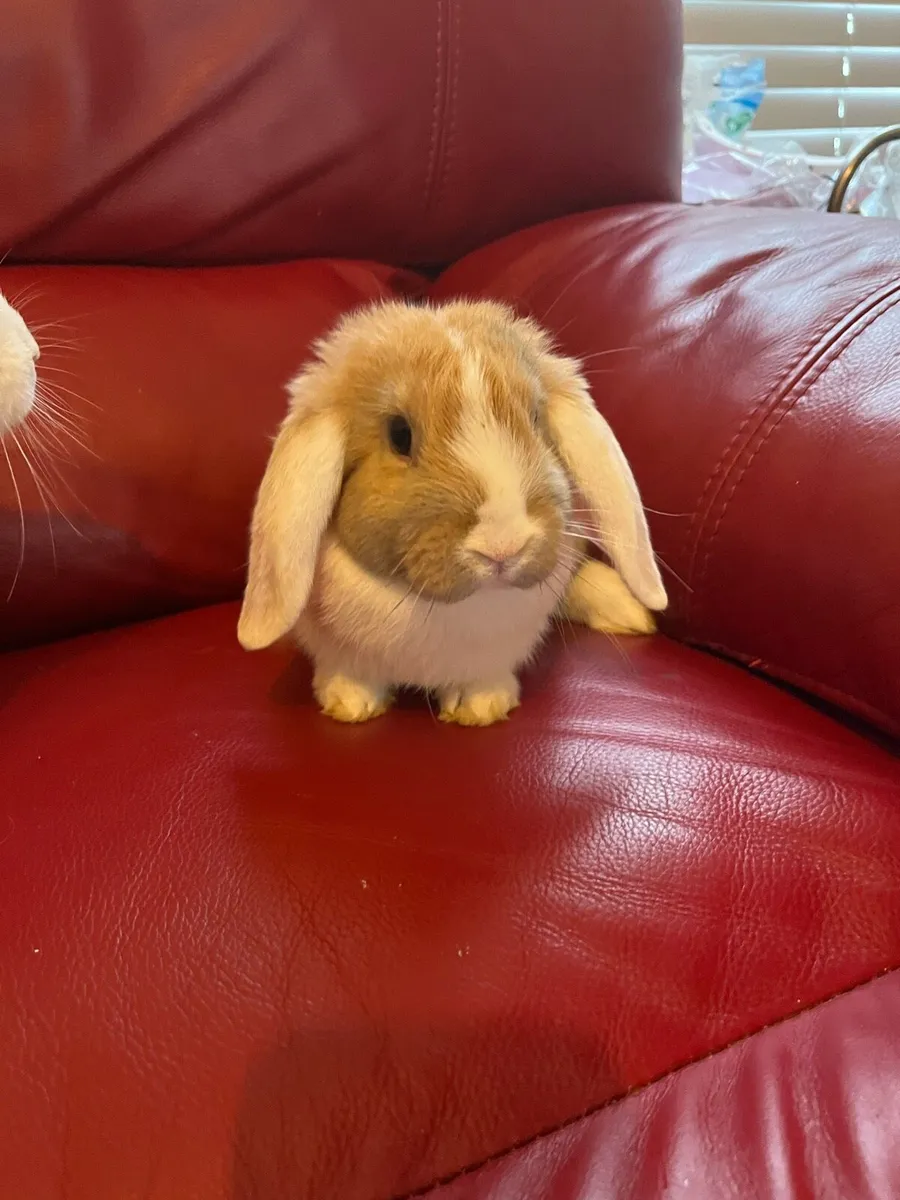 Baby Holland rabbit and guinea pigs - Image 2