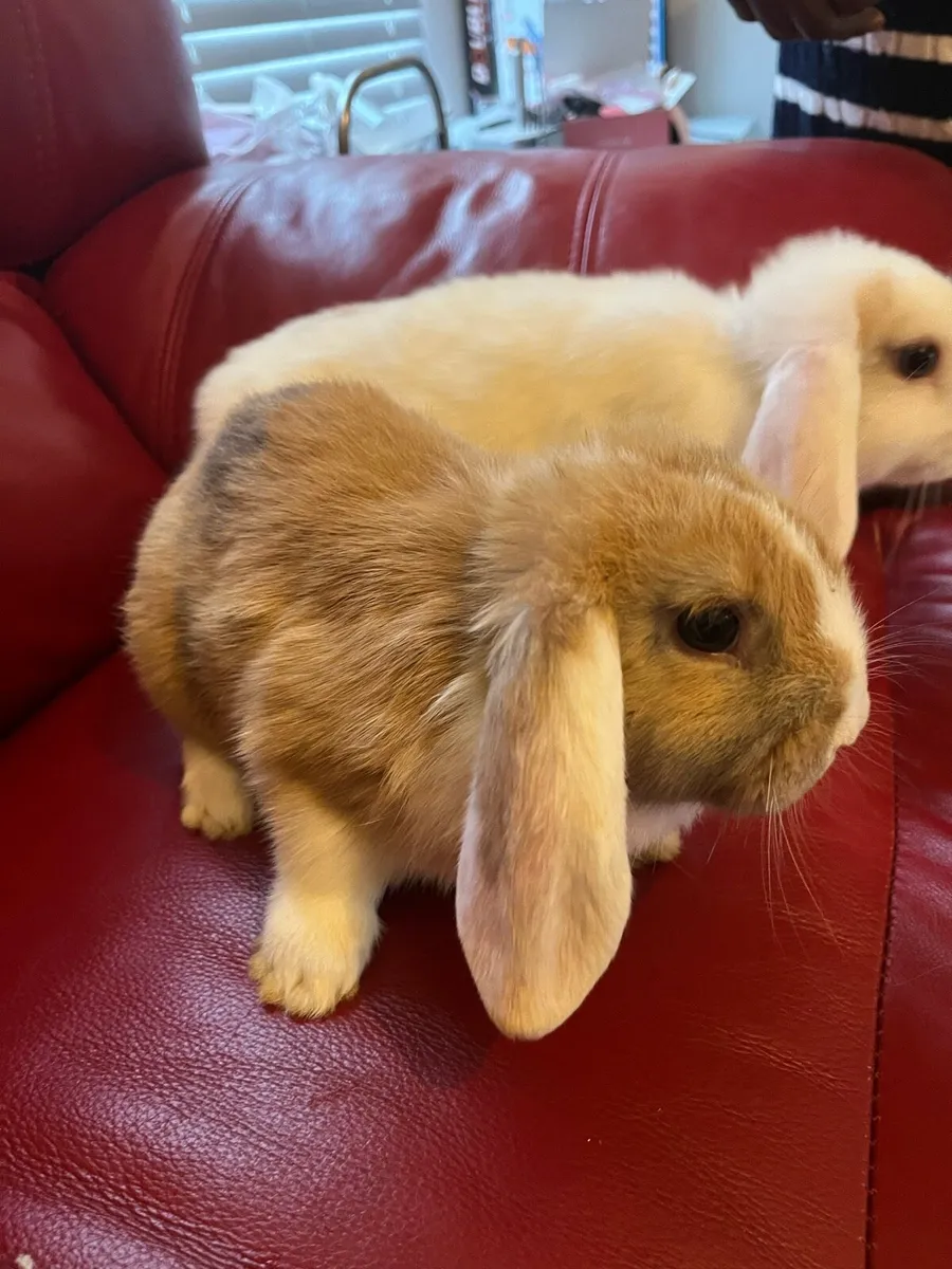 Baby Holland rabbit and guinea pigs - Image 3