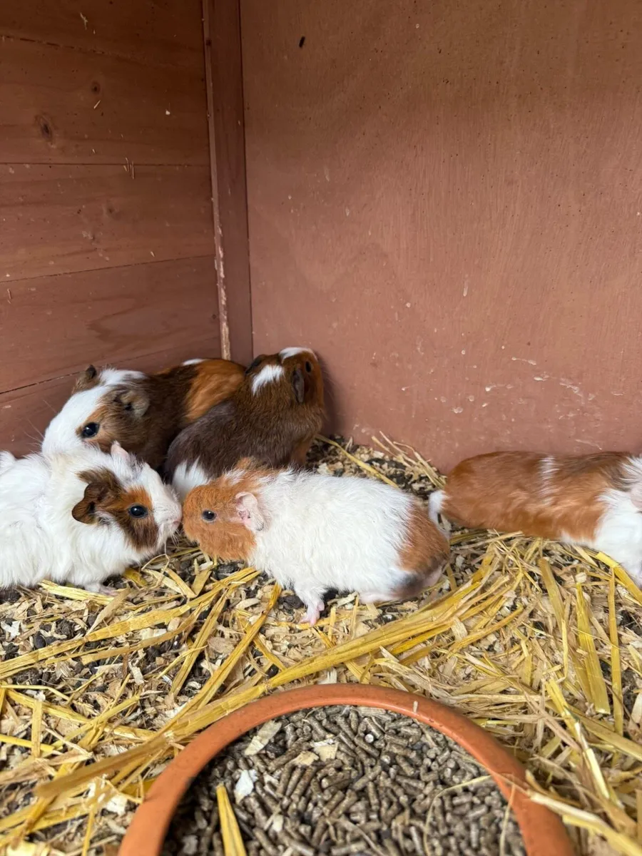 Baby Holland rabbit and guinea pigs - Image 4