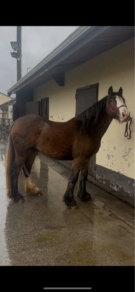 2 year old filly - Image 2
